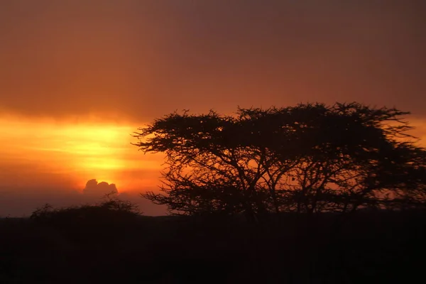 Sunset in the savannah of Africa — Stock Photo, Image