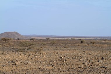 Savannah ve bushland Kenya