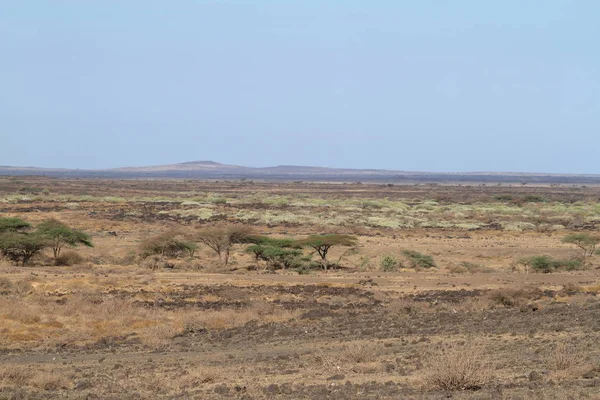 Саванна и фехланд в Кении — стоковое фото