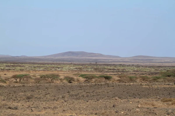 De savannah och bushen i Kenya — Stockfoto