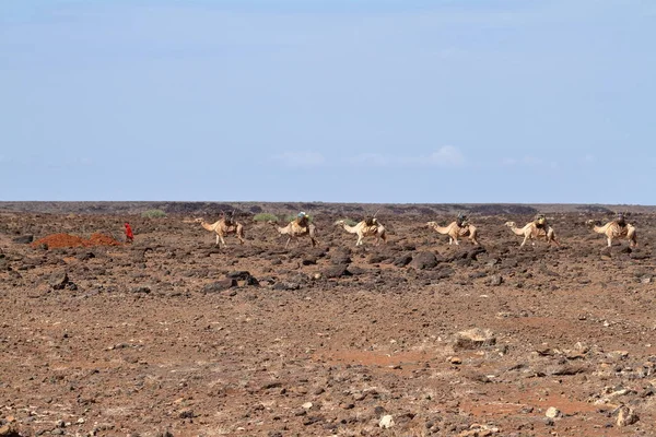 Kameel caravan in Noord-Kenia — Stockfoto