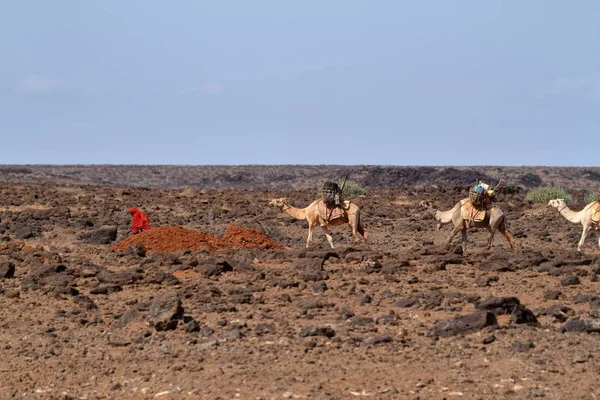 Camel caravan in northern Kenya — Stock Photo, Image