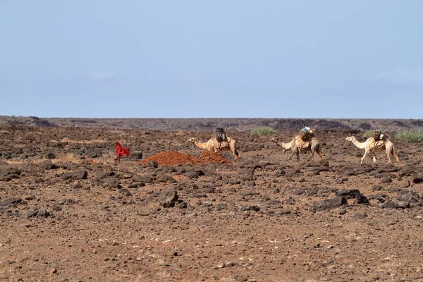 Kameel caravan in Noord-Kenia — Stockfoto