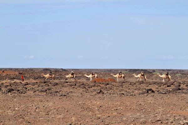 Kameel caravan in Noord-Kenia — Stockfoto