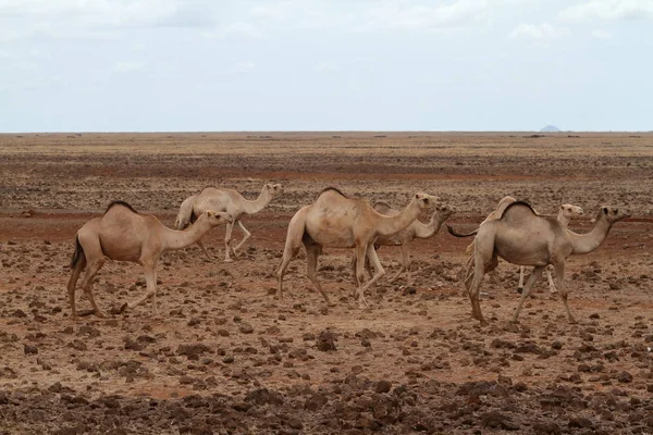 Καμήλες και Δρομάδων — Φωτογραφία Αρχείου