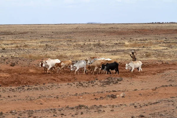 Коровы и скотоводы на севере Кении — стоковое фото