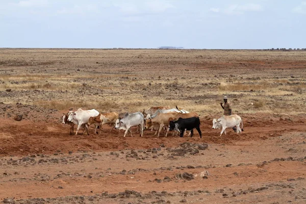 Vacas y ganaderos en el norte de Kenia — Foto de Stock