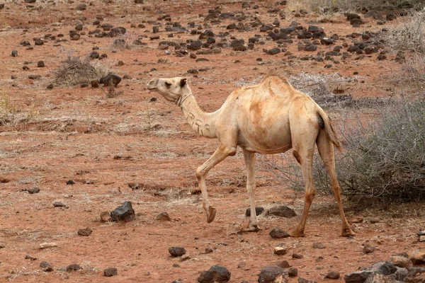 Camelos e dromedários — Fotografia de Stock