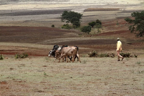 エチオピアの農業と農民 — ストック写真