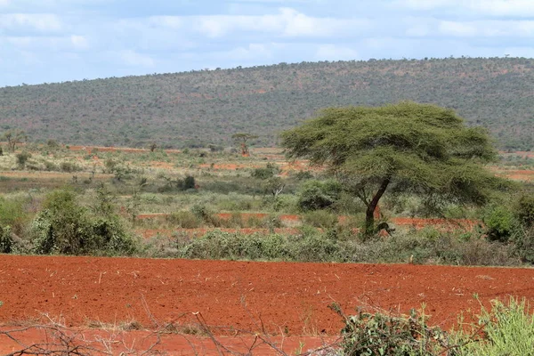 Campi e prati in Etiopia — Foto Stock