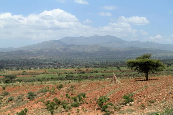 Fields and meadows in Ethiopia — Stock Photo, Image