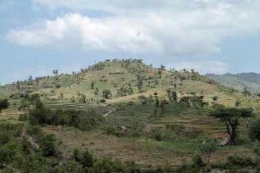 Alanlar ve çayırlar Etiyopya