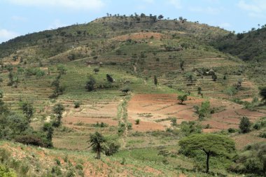 Alanlar ve çayırlar Etiyopya
