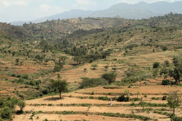 Felder und Wiesen in Äthiopien — Stockfoto