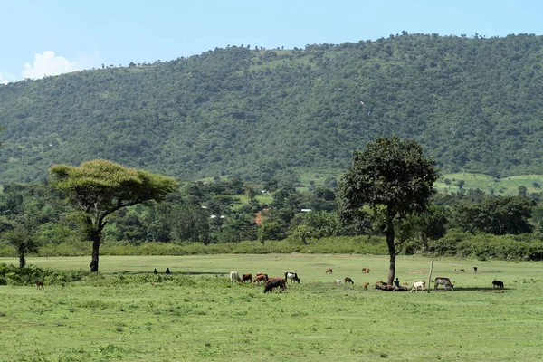 Câmpuri și pajiști în Etiopia — Fotografie, imagine de stoc