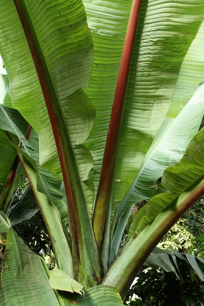 バナナの葉を木します。 — ストック写真