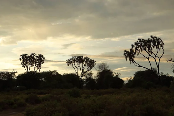 Pôr do sol no Parque Nacional de Samburu, no Quênia — Fotografia de Stock
