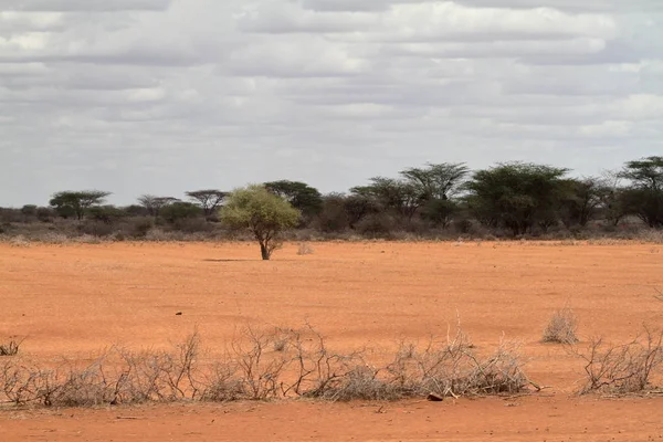 The savannah in the north of Kenya — Stock Photo, Image