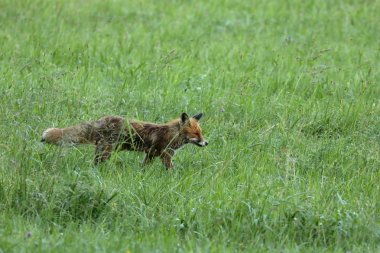 Kızıl Tilki avcılık bir çayırda