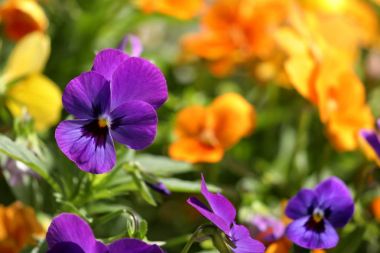 Homo çiçek çiçeklenme