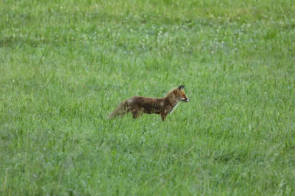 Rotfuchsjagd auf einer Wiese — Stockfoto