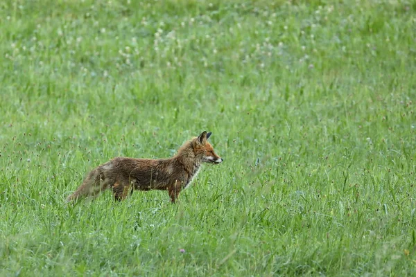 Zorro rojo cazando en un prado — Foto de Stock