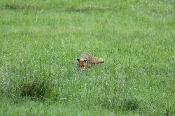 Рыжая лиса охотится на лугу — стоковое фото