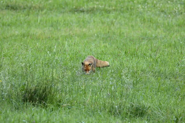 Zorro rojo cazando en un prado — Foto de Stock