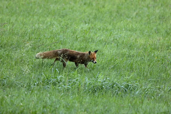 Zorro rojo cazando en un prado — Foto de Stock