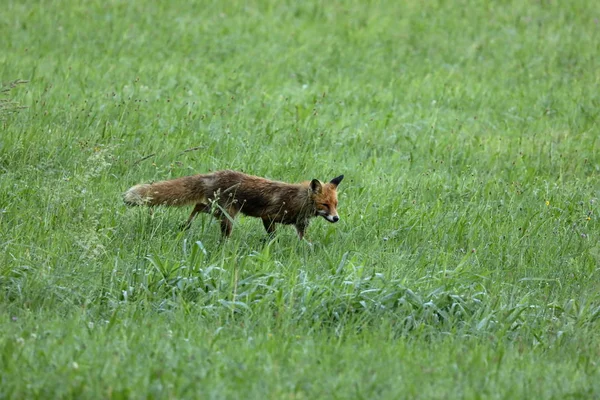 Червона лисиця полює на лузі — стокове фото