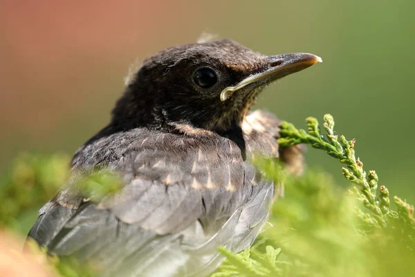 A Young blackbird — Stock Photo, Image