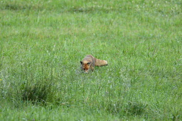 Red fox hunting in a meadow Stock Picture