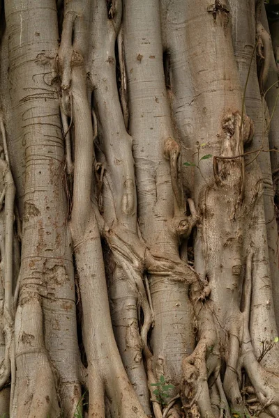 정글에서 등산 식물의 뿌리 — 스톡 사진