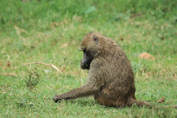 Baboons in the African savannah in Kenya — Stock Photo, Image