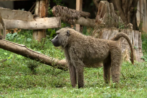 Paviane in der afrikanischen Savanne in Kenia — Stockfoto