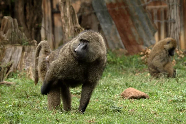 Babuinos en la sabana africana en Kenia — Foto de Stock