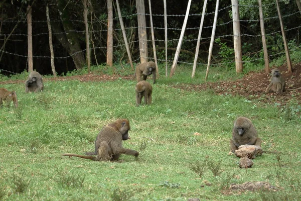 Babuinos en la sabana africana en Kenia —  Fotos de Stock