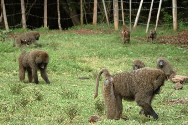 Babuinos en la sabana africana en Kenia — Foto de Stock
