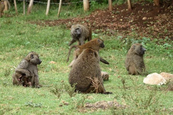 Paviane in der afrikanischen Savanne in Kenia — Stockfoto