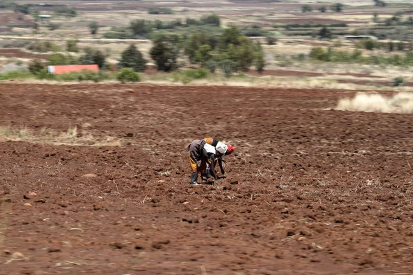 Çiftçiler alanında Ekim sırasında Kenya — Stok fotoğraf
