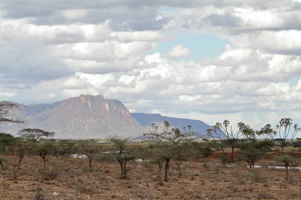 Palme sulle rive del fiume Samburu — Foto Stock