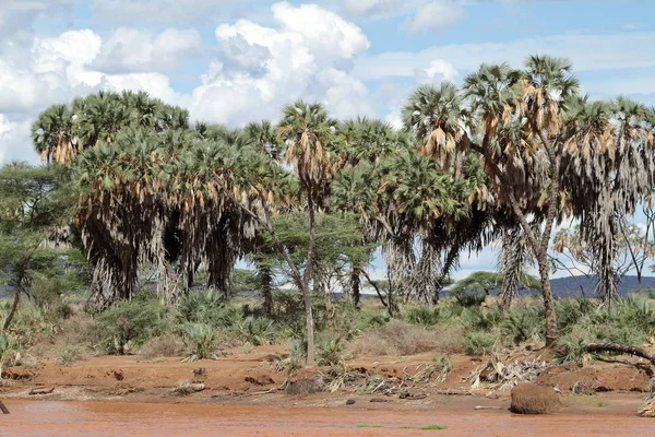 Palm trees on the banks of the Samburu River — Stock Photo, Image