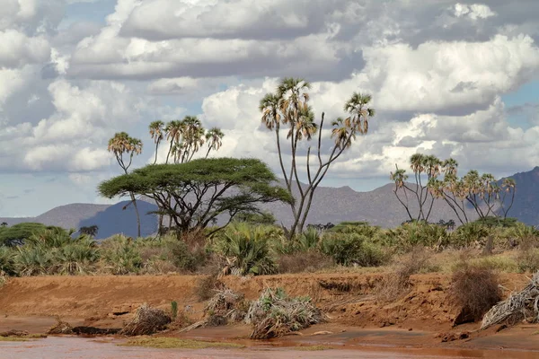 Palmen am Ufer des Samburu — Stockfoto