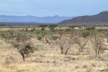 Afrika savana Kenya