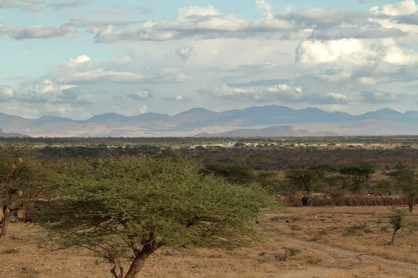 Africké savany v Keni — Stock fotografie