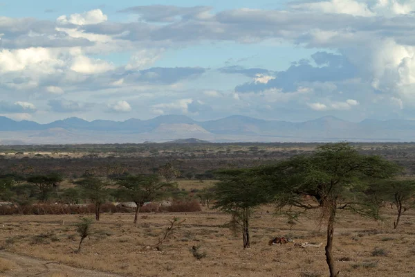 Die afrikanische savanne in kenia — Stockfoto