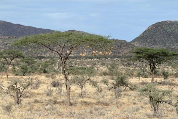 The African savannah in Kenya — Stock Photo, Image