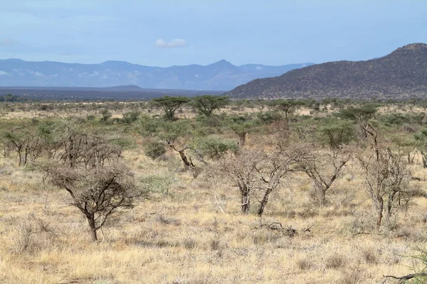 Afrykańskiej sawannie w Kenii — Zdjęcie stockowe