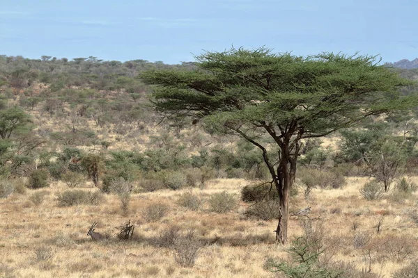 A savana africana no Quênia — Fotografia de Stock