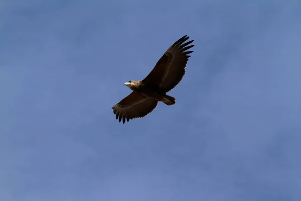 Águia africana em voo — Fotografia de Stock